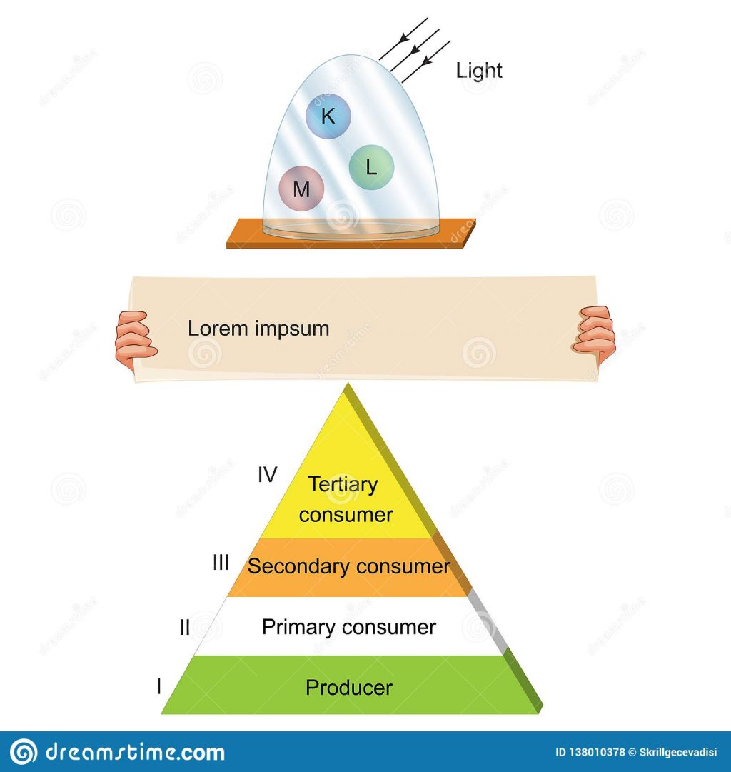 1024x1081 Energy Flow Chart Ecology Flowcharts Sankey Diagram Biology Food