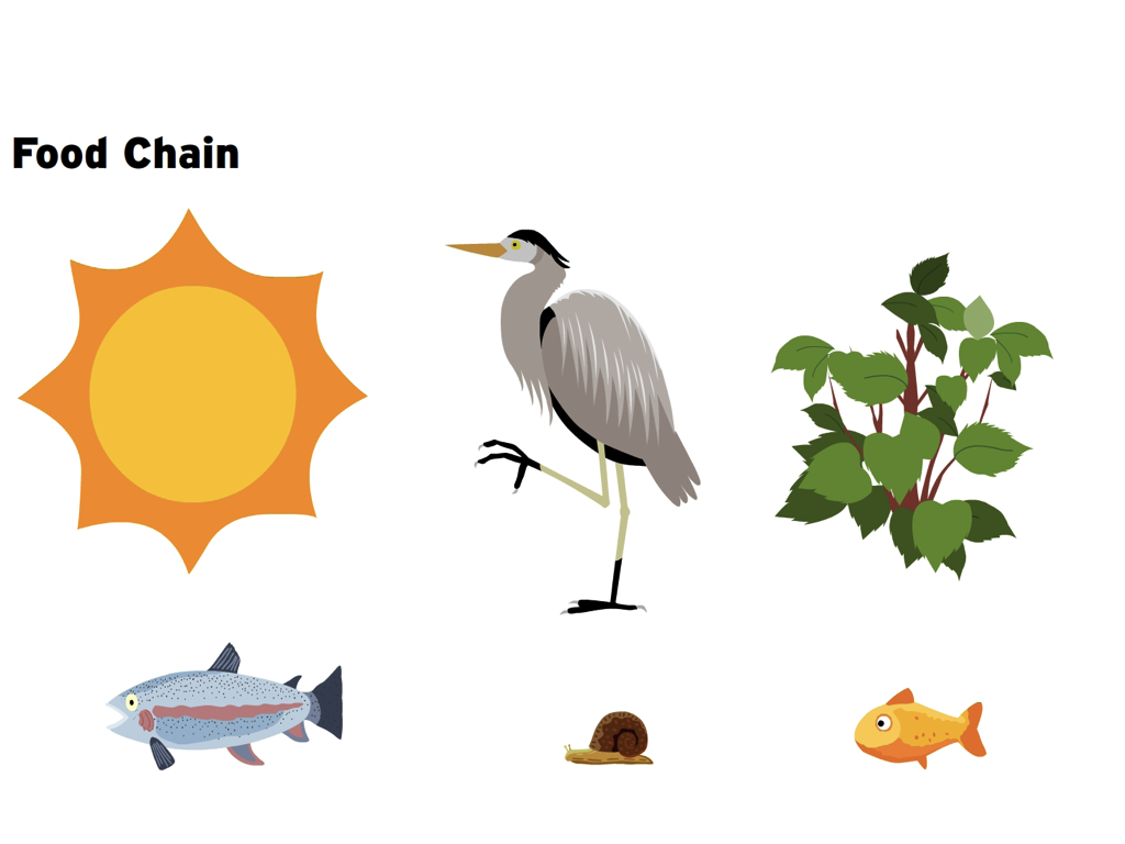 1024x768 Food Chain Clipart Images