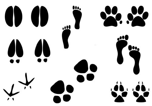 500x350 Foot Silhouette Vector Illustration Of Humans, Dog Paw, Cat Paw