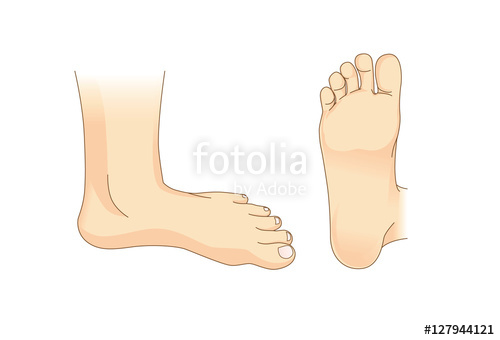 500x340 Foot Vector In Side View And Bottom Of Foot Illustration