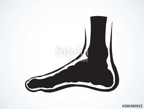 Bones Of The Foot Vector Drawing Stock Image And Royalty Free 500x377 Bones Of The Foot Vector Drawing Stock Image And Royalty Free