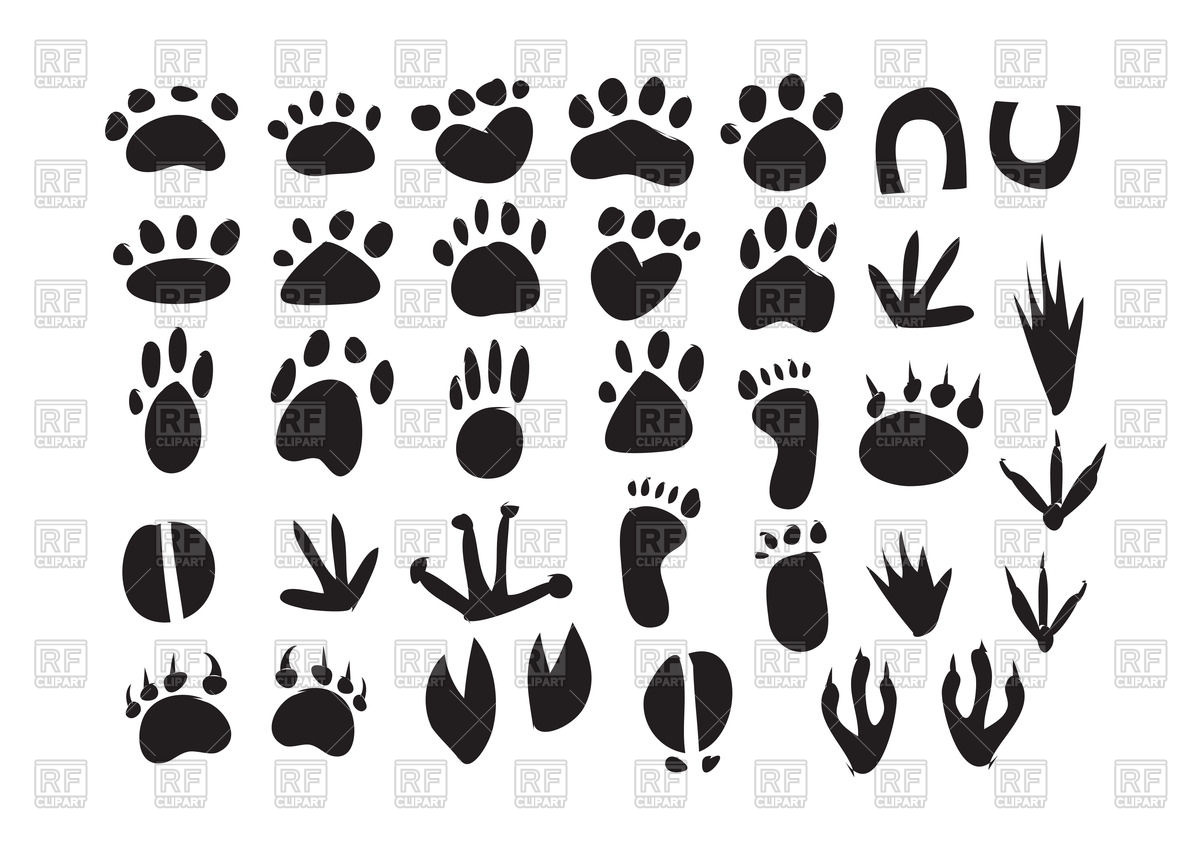 1200x843 Set Of Animal Footprint Vector Image Of Plants And Animals