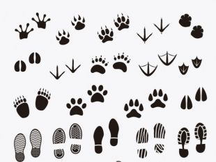 310x233 Human Animal Footprints Free Vector Free Vectors Ui Download
