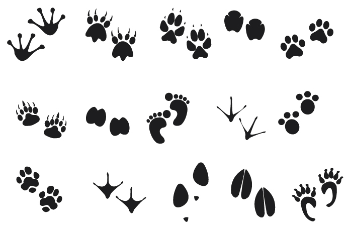 Human Animal Footprints Free Vector Free Vectors Ui Download 690x462 Human Animal Footprints Free Vector Free Vectors Ui Download