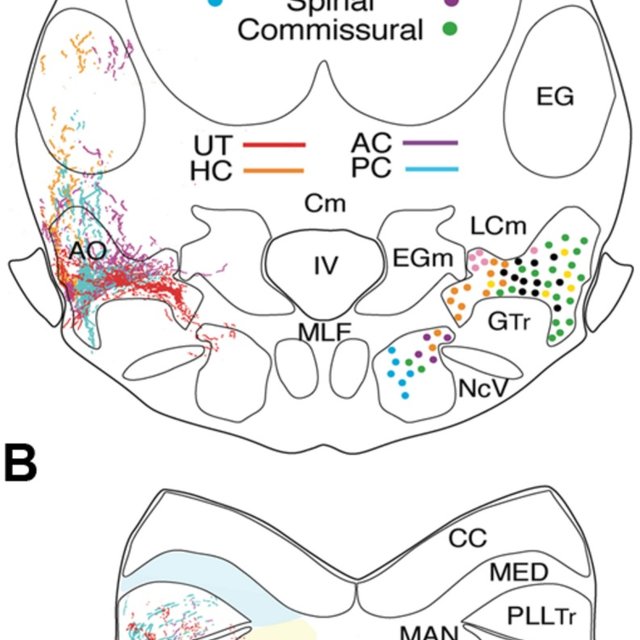Force On A Goldfish Vector Drawing