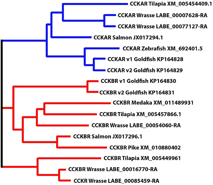 702x612 Frontiers Effects Of Cholecystokinin