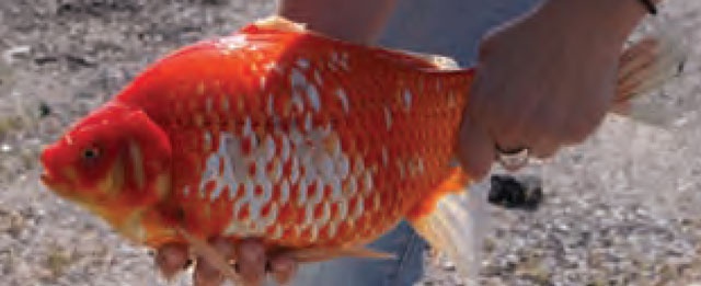 640x261 Invasive Species Strategic Plan