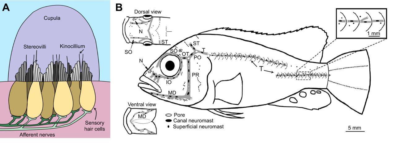 1280x468 Mechanosensory Signaling As A Potential Mode Of Communication