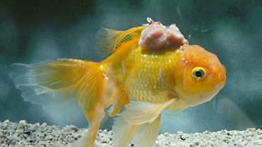 371x208 Osteichthyes