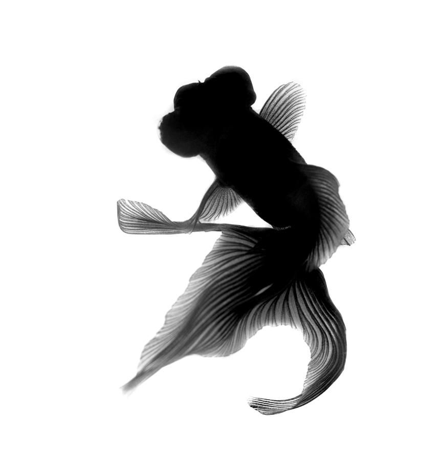 854x900 Pin On Pisces