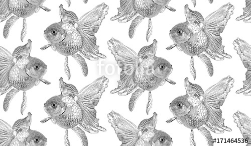 500x290 Vector Illustration With Goldfish Drawn