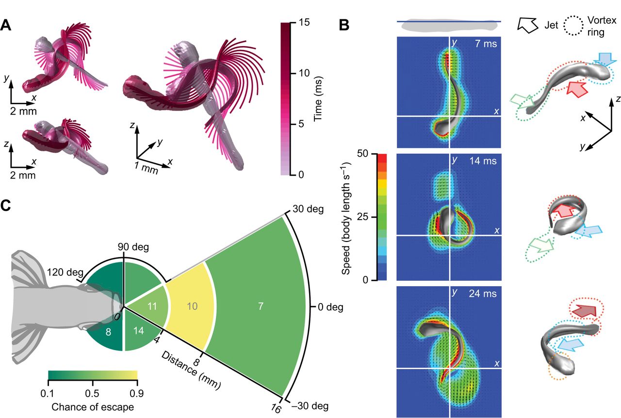 1280x862 Biomechanics Of Swimming In Developing Larval Fish Journal