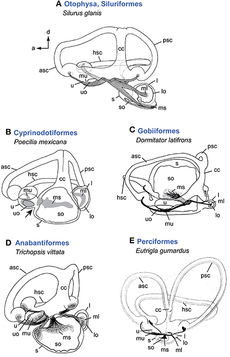 454x706 Frontiers Diversity In Fish Auditory Systems One Of The Riddles