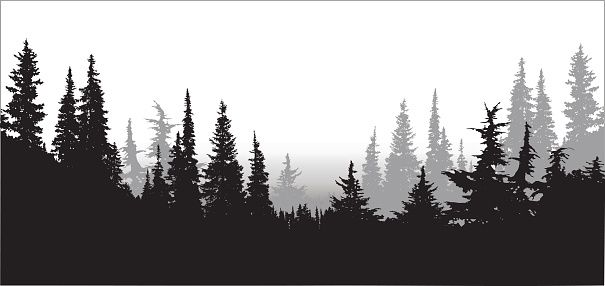 605x286 National Forest Pines Vector Pixels Woods
