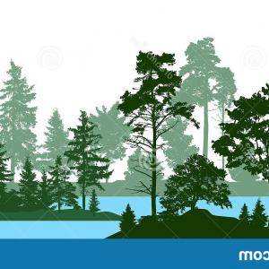 Evergreen Coniferous Forest Pines Fir Trees Christmas Tree Cedar 300x300 Evergreen Coniferous Forest Pines Fir Trees Christmas Tree Cedar