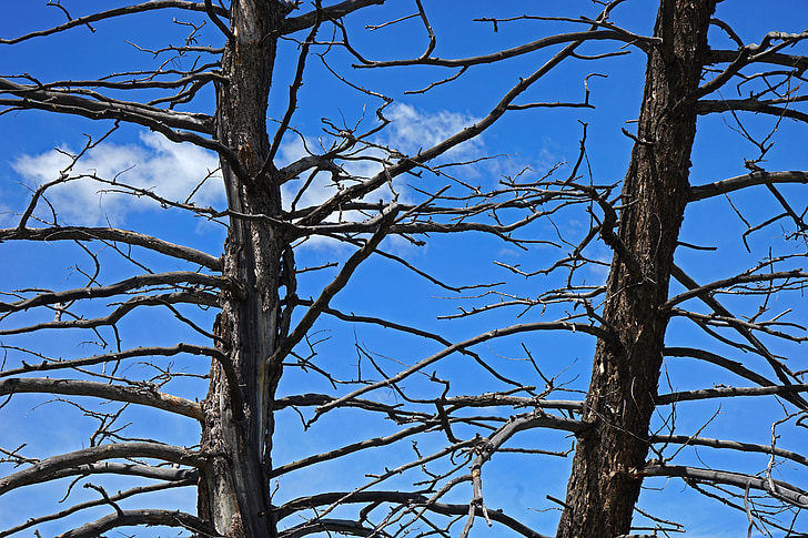 Royalty Free Photo Trees, Forest, Silhouette, Tree Silhouette 728x485 Royalty Free Photo Trees, Forest, Silhouette, Tree Silhouette