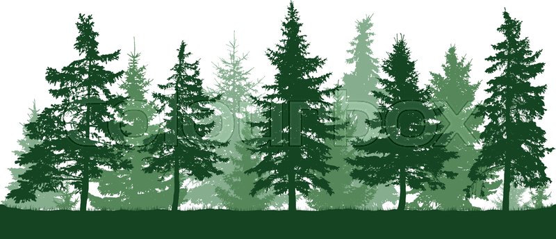 Seamless Forest Fir Trees Silhouette Stock Vector Colourbox 800x344 Seamless Forest Fir Trees Silhouette Stock Vector Colourbox