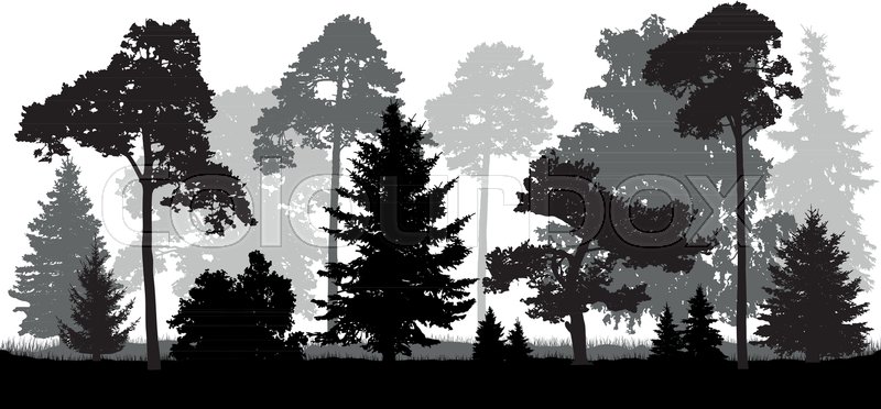 Coniferous Forest Trees Set Stock Vector Colourbox 800x372 Coniferous Forest Trees Set Stock Vector Colourbox