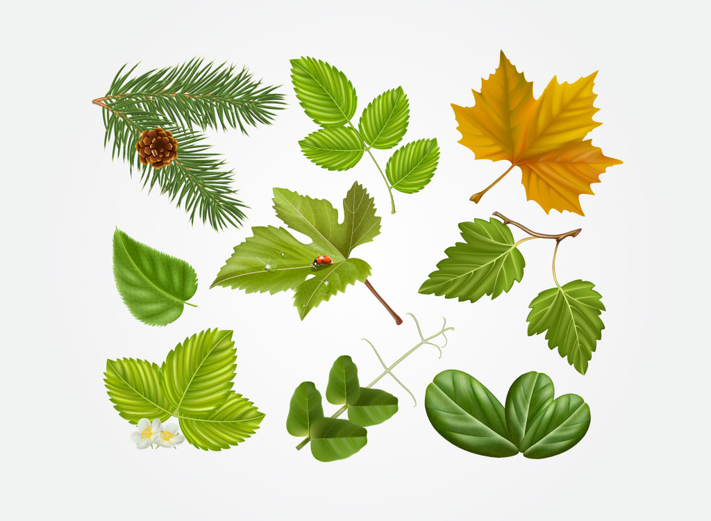 1024x750 Forest Vectors