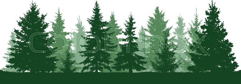 800x281 Forest Fir Trees Silhouette Stock Vector Colourbox