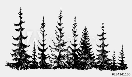 500x294 Hand Drawn Sketch Of Pine Forest Vector Background