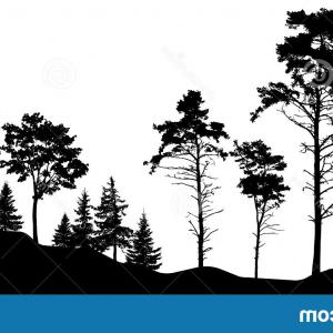300x300 Forest Silhouette Trees Vector Illustration Isolated Each Other