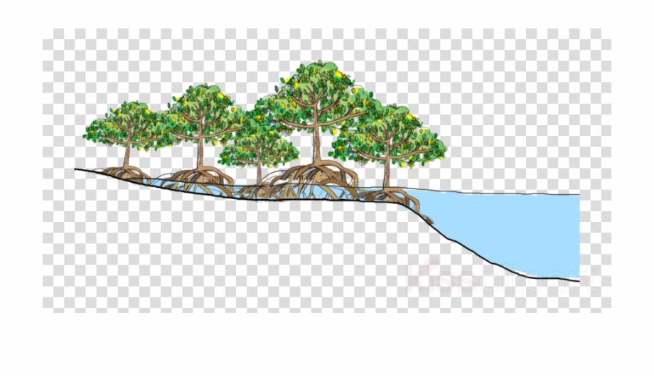 920x530 Download Mangrove Forest Vector Clipart Mangrove Tropical