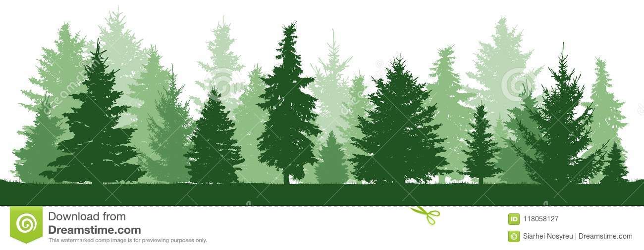 1300x506 Trees Pine And Fir And Spruce, Christmas Tree Coniferous Forest