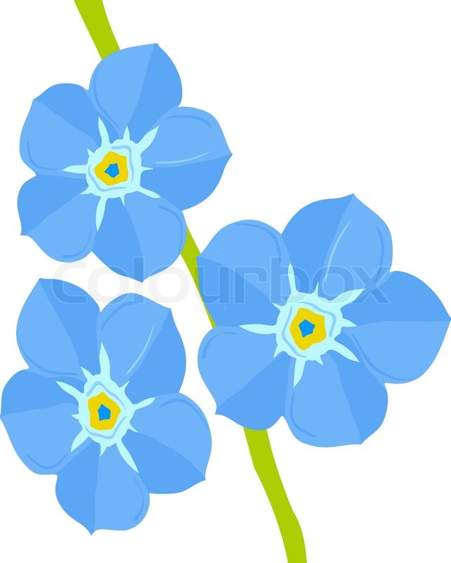 Forget Me Not Flower Stock Vector Colourbox 642x800 Forget Me Not Flower Stock Vector Colourbox
