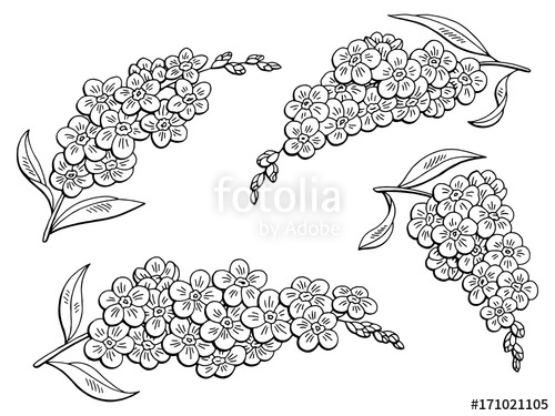 Forget Me Not Flower Graphic Black White Isolated Sketch 500x375 Forget Me Not Flower Graphic Black White Isolated Sketch