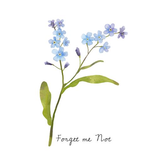 Illustration Of Forget Me Not Flower Isolated On White Background 490x490 Illustration Of Forget Me Not Flower Isolated On White Background