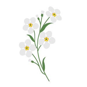 Nature Flower White Forget Me Not, Vector Botanic Garden Floral 300x300 Nature Flower White Forget Me Not, Vector Botanic Garden Floral