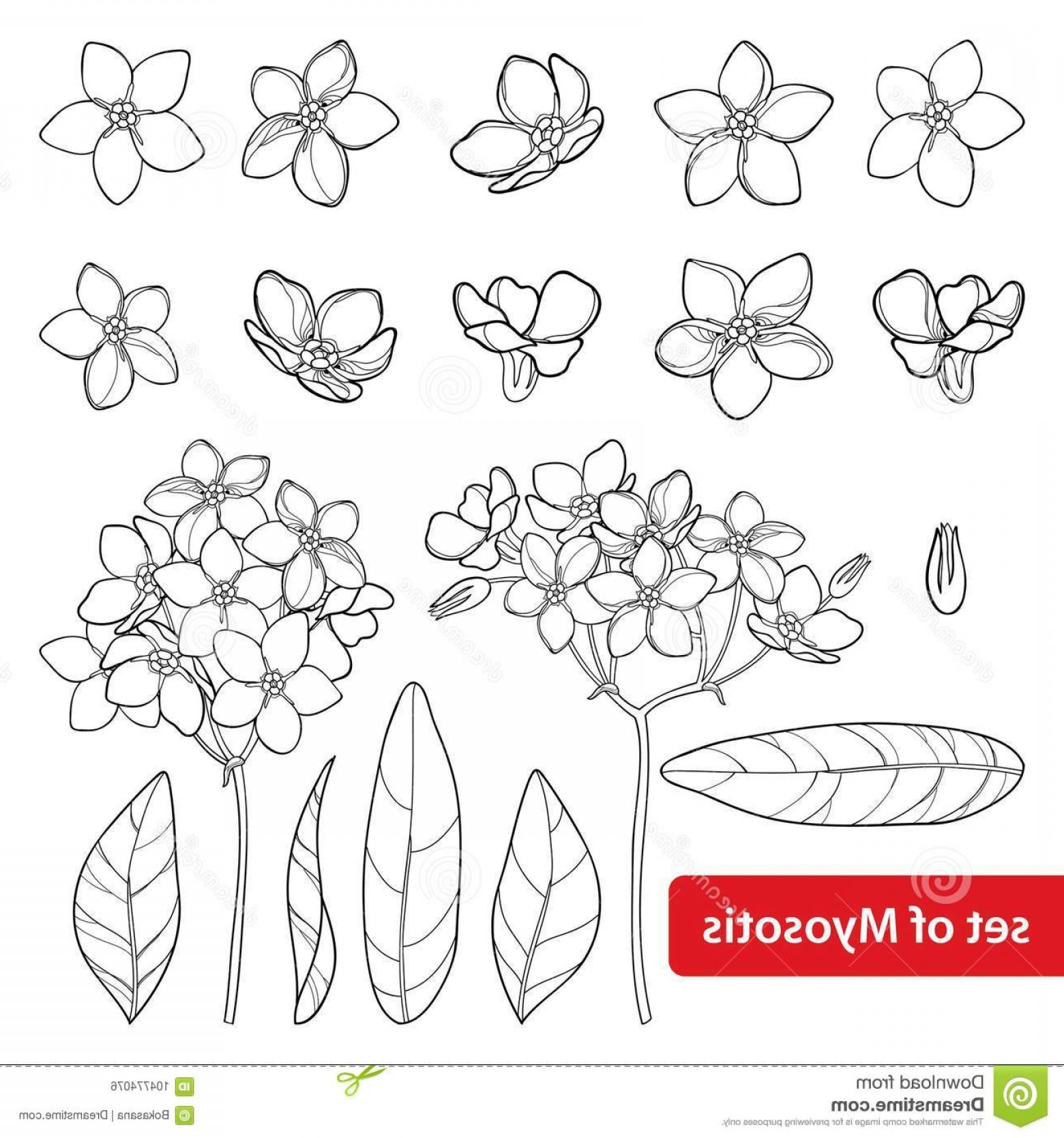 Vector Set Outline Forget Me Not Myosotis Flower Bud Leaves Bunch 1560x1668 Vector Set Outline Forget Me Not Myosotis Flower Bud Leaves Bunch