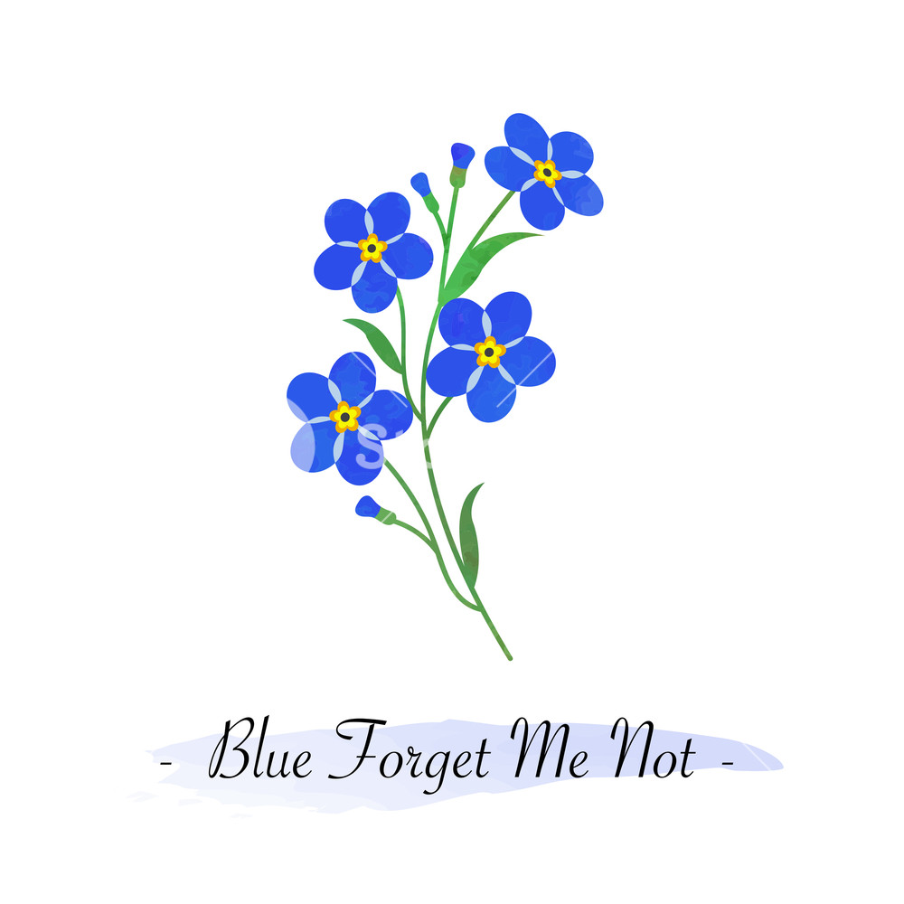 Forget Me Not Flower Vector at Vectorified.com | Collection of Forget