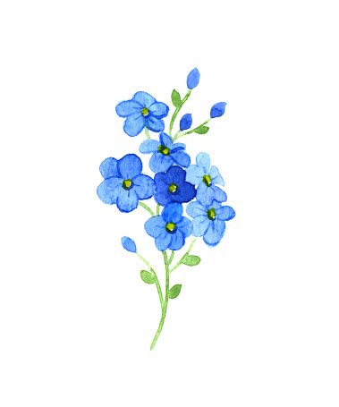 Forget Me Not Clip Art, Vector Images Illustrations 379x455 Forget Me Not Clip Art, Vector Images Illustrations