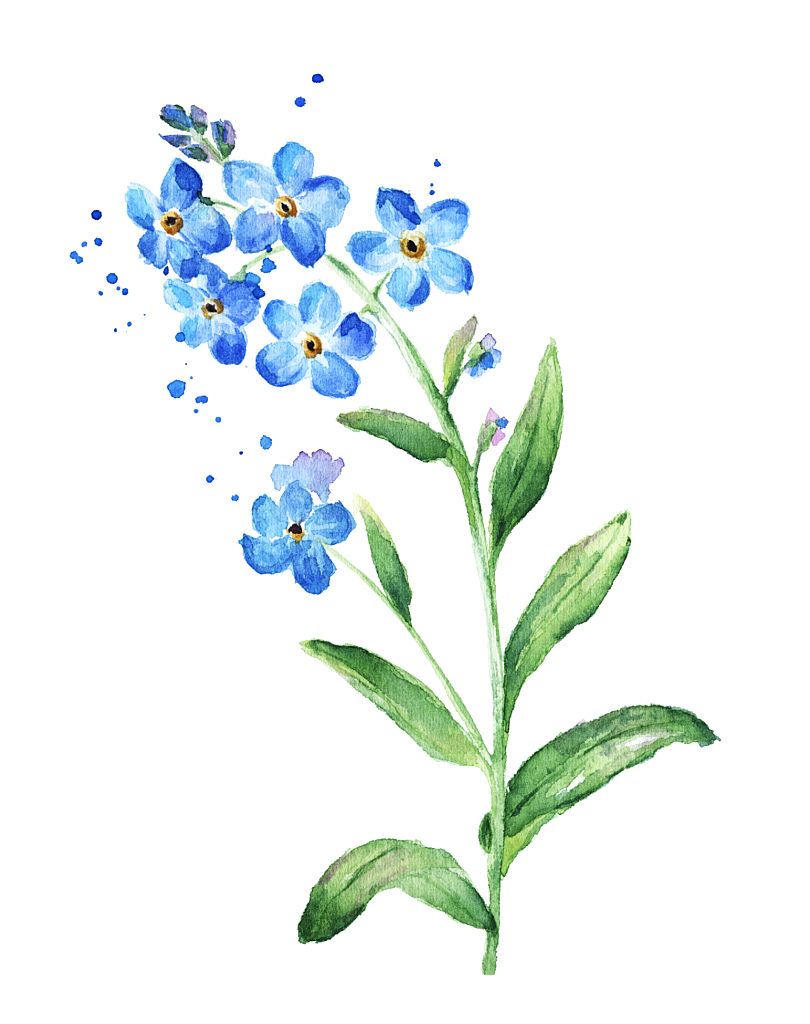 Forget Me Not Flower, Watercolor For The Home 810x1024 Forget Me Not Flower, Watercolor For The Home