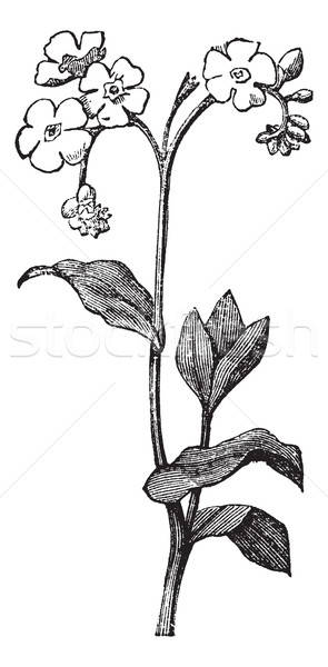 295x600 Forget Me Not Stock Vectors, Illustrations And Cliparts Stockfresh