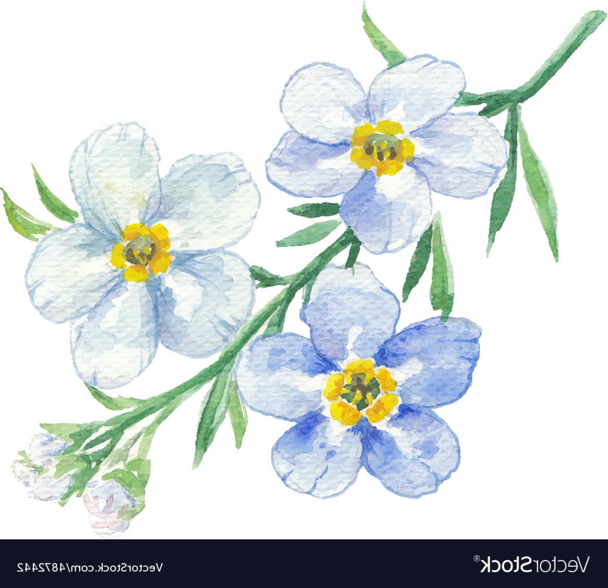 1200x1160 Get For Me Not Flower Watercolor Vector Art Createmepink