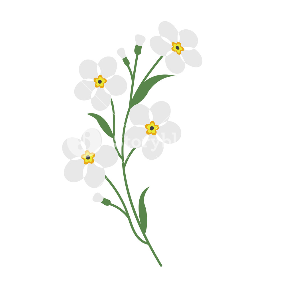 1000x1000 Nature Flower White Forget Me Not, Vector Botanic Garden Floral
