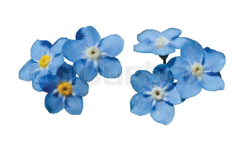 800x493 Blue Forget Me Not Spring Flowers Stock Vector Colourbox