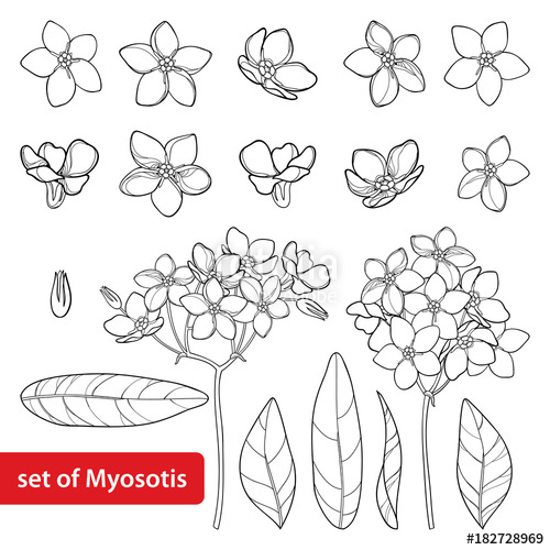 500x500 Vector Set With Outline Forget Me Not Or Myosotis Flower, Bud