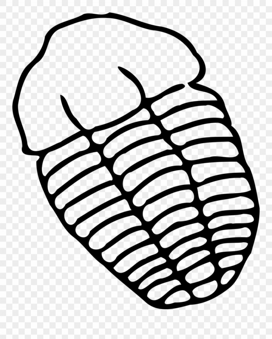 Objrmwtrilobite Fossil Free Vector Graphics Trilobite Fossil 1056x1312 Objrmwtrilobite Fossil Free Vector Graphics Trilobite Fossil