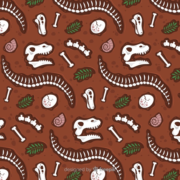 626x626 Fossil Vectors, Photos And Free Download