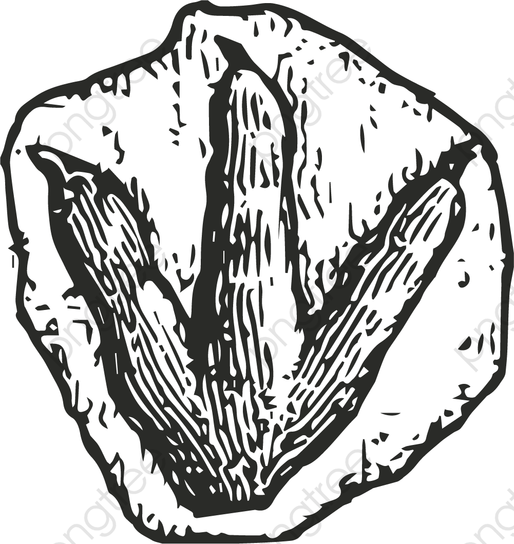 1001x1060 Fossil Clipart Vector Hq Picture