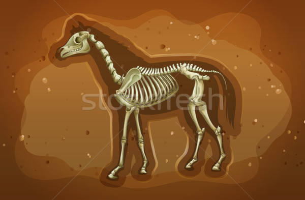 600x393 Fossil Vector Illustration Daniel Cole
