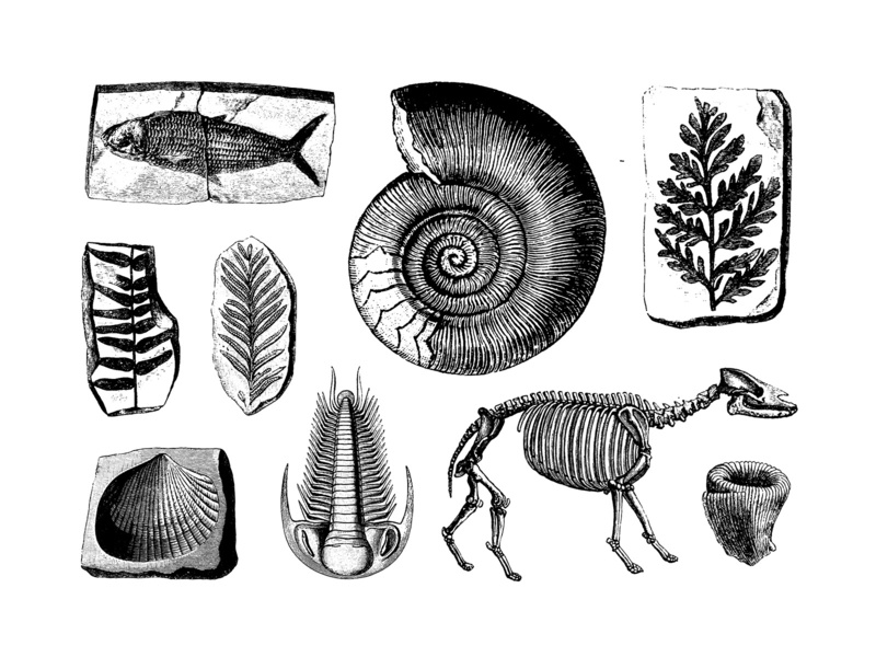 Fossil Vector at Vectorified.com | Collection of Fossil Vector free for ...