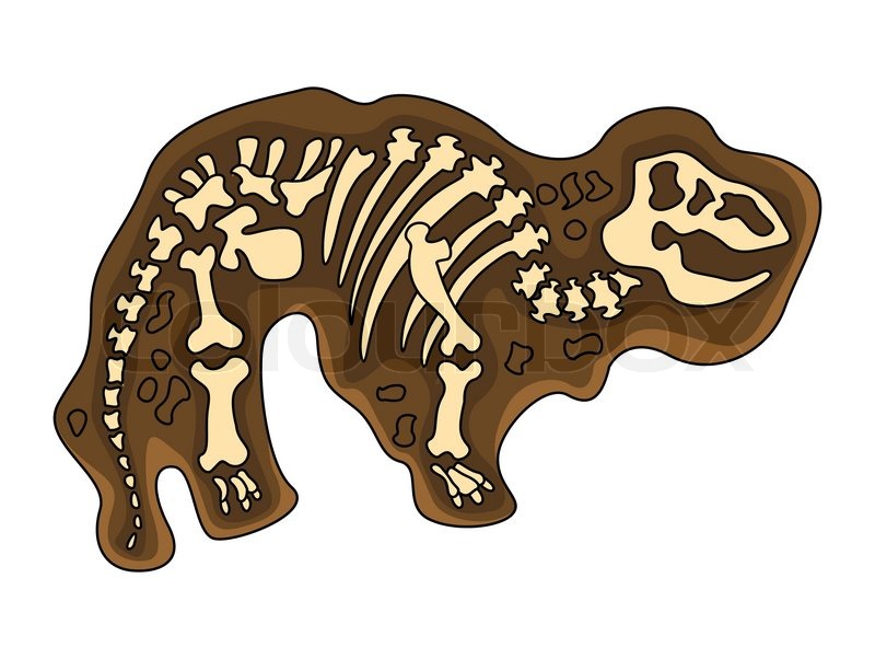 800x602 Tyrannosaurus Fossil Stock Vector Colourbox