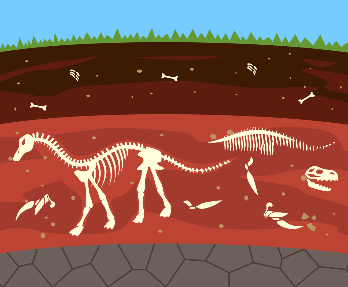 1136x936 Fossil Exploration Vector Vector Art Graphics
