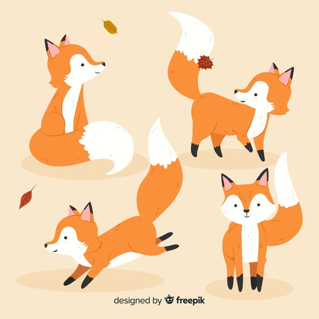 626x626 Fox Vectors, Photos And Free Download