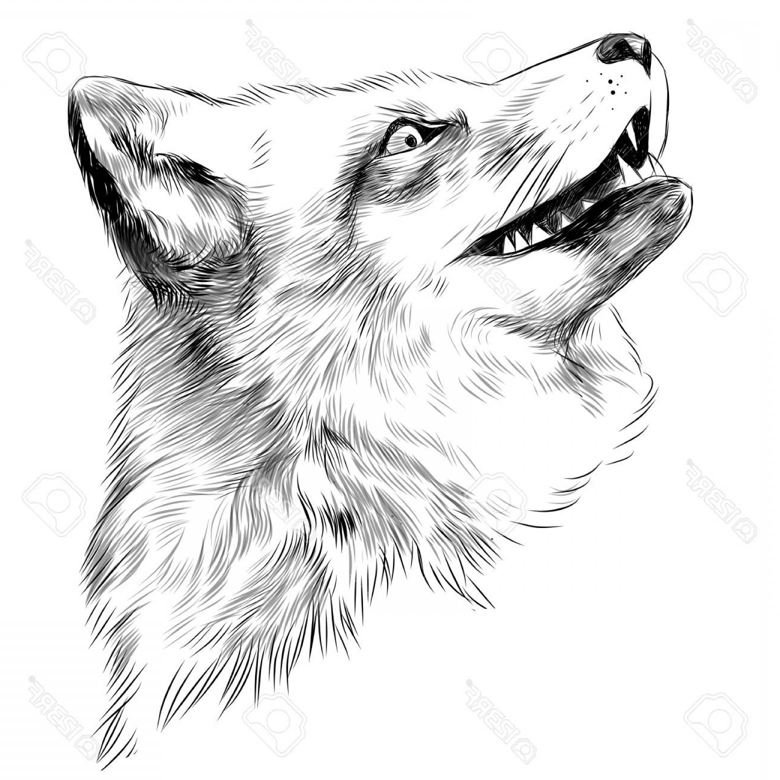 1560x1560 Photostock Vector Fox Face Sketch Vector Graphics Black And White